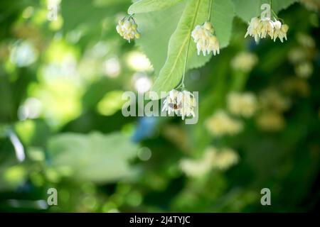 Petite abeille sur un tilleul Banque D'Images