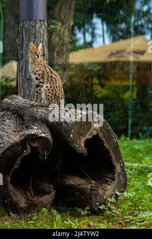 Serval se trouve sur un arbre abattu dans le zoo Banque D'Images