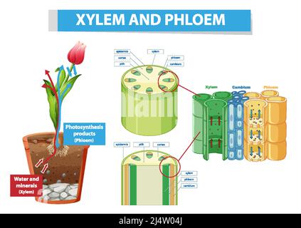 Schéma illustrant le xylème et le phloème dans l'illustration de la plante Illustration de Vecteur