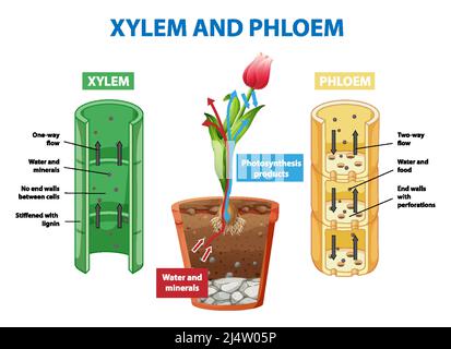 Schéma illustrant le xylème et le phloème dans l'illustration de la plante Illustration de Vecteur