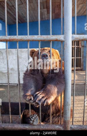 Russie, Dagestan, 2 avril 2022. Triste ours dans la cage d'animaux au zoo. L'ours sauvage a coincé le nez à travers les barres de cage d'animaux et veut l'abeille libre. Ours brun s Banque D'Images