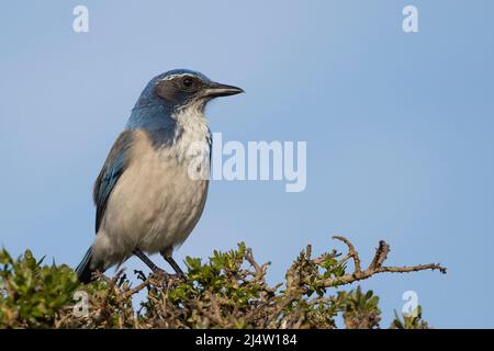 California Scrub Jay, Aphelocalicoma fornica Banque D'Images