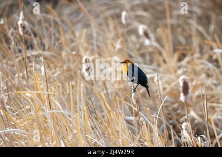 blackbird à tête jaune dans la réserve naturelle nationale de Monte Vista, dans le sud du Colorado Banque D'Images