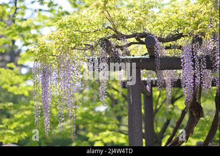 Fleurs de wisteria pendantes d'une structure de support. Printemps. Banque D'Images