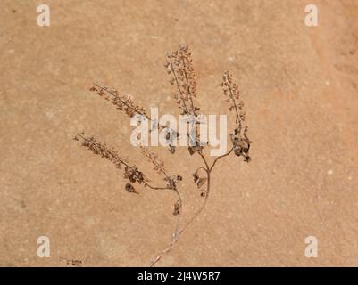 Dry Darien Hindi Nom: Tulsi Nom anglais: Holy Basil Nom latin: Ocimum sactum Linn Penn. Avec fond de sol Banque D'Images