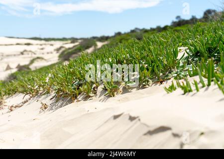 Sand Dunes Anna Bay, Australie Banque D'Images