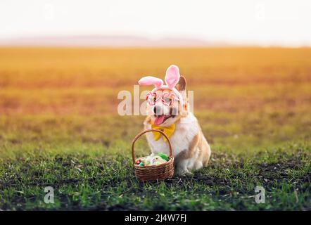 Mignon chien corgi chiot dans les oreilles de lapin et des verres de fête avec un panier de Pâques des oeufs est assis dans un pré de printemps Banque D'Images