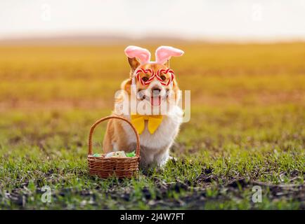 Mignon chien corgi chiot dans les oreilles de lapin et des verres de fête avec un panier de Pâques des oeufs est assis dans un pré de printemps Banque D'Images