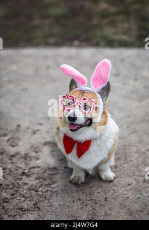 mignon chien corgi chiot dans les oreilles de lapin et les lunettes de fête est assis dans le jardin de printemps Banque D'Images