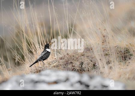 L'anneau de l'ouzel mâle à la chasse dans les prairies (Turdus torquatus) Banque D'Images