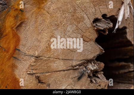 Une coupe transversale de vieux bois pourri. Aulne noir (Alnus glutinosa). Banque D'Images