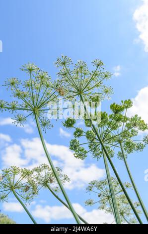 Heracleum mantegazzianum, connu sous le nom de Hotweed, Apiaceae, cartwheel-fleur, persil de vache géant ou Parsnip sauvage contre ciel bleu avec nuages Banque D'Images