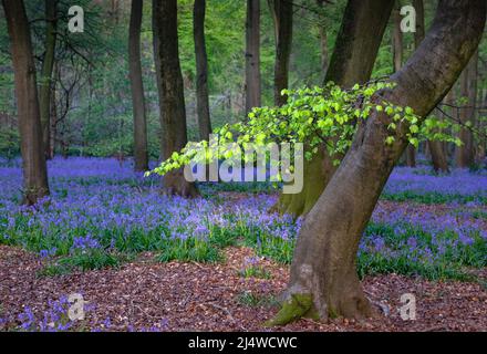 Soleil attrapant les feuilles de la nouvelle saison d'un arbre de Hêtre dans un Bluebell Wood Banque D'Images