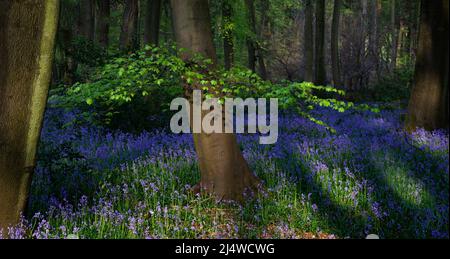 La lumière du soleil attrapant la nouvelle saison des feuilles d'arbre Beech dans un Bluebell Wood. Banque D'Images