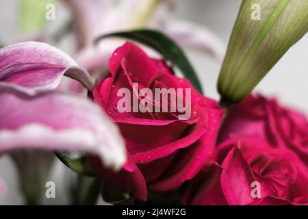 Rose rouge avec des gouttelettes d'eau Banque D'Images