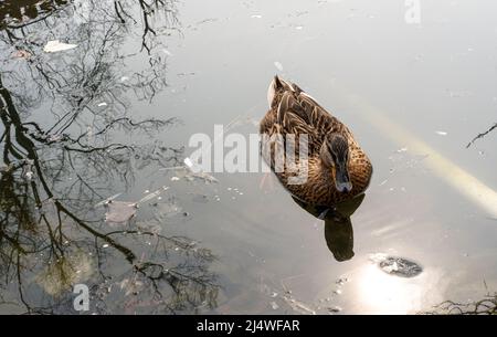 Canards sauvages se reposant sur la rive du lac. Concept d'observation des oiseaux. Photo de haute qualité Banque D'Images