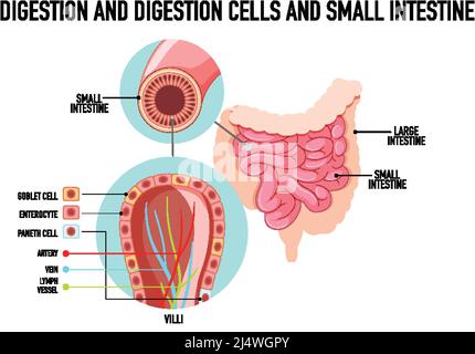 Schéma illustrant la digestion et les cellules dans l'intestin grêle Illustration de Vecteur