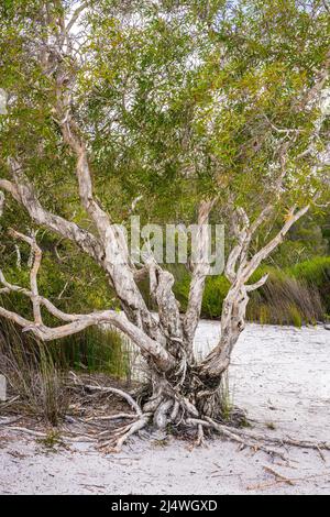 Arbres en écorce de papier (Melaleuca quinquenervia) sur la rive du magnifique lac Birabeen sur Fraser Island, Queensland, Australie. Banque D'Images