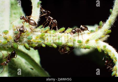 les fourmis en bois « se délasser » pour leur nectar sucré Banque D'Images