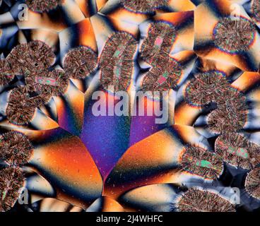 Acide scrbique, cristaux de vitamine C, lame polarisée croisée spectaculaire avec plaque de retard ajoutée, photomicrographe polarisé croisé Banque D'Images