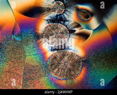 Acide scrbique, cristaux de vitamine C, lame polarisée croisée spectaculaire avec plaque de retard ajoutée, photomicrographe polarisé croisé Banque D'Images