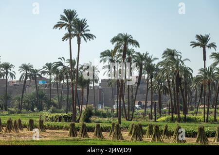Champs agricoles avec canne à sucre et palmiers dans la ville de Qena en Egypte Banque D'Images