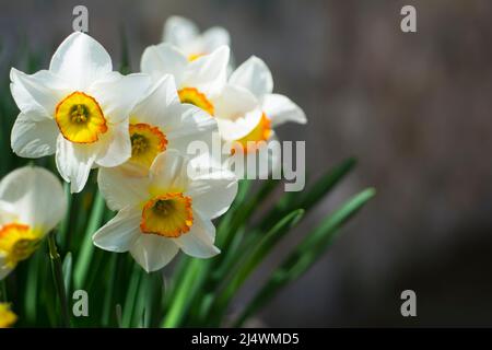 des fleurs de narcisse fraîches et lumineuses en face du mur de pierre ont été blanchées, en gros plan Banque D'Images