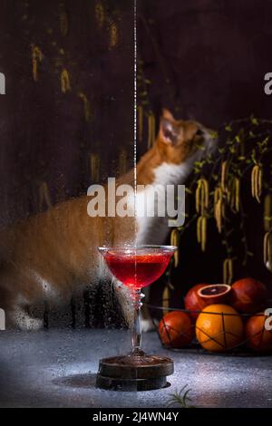 Élégant verre de sang orange cocktail avec romarin sur fond sombre entouré des outils et des ingrédients du bar. Joli chat blanc rouge en arrière-plan Banque D'Images