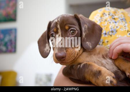 Le chiot de Dachshund étant tenu Banque D'Images