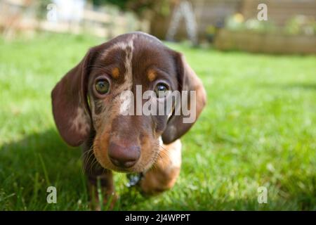 Dachshund chiot regardant l'appareil photo Banque D'Images