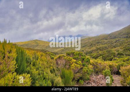 Erica arborea L. forêt à Madère Portugal Banque D'Images