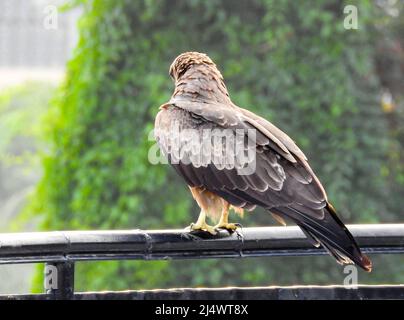 Un gros plan du cerf-volant de derrière. Le cerf-volant noir (Milvus migrans) est un oiseau de taille moyenne de la famille des Accipitridae, qui aussi Banque D'Images