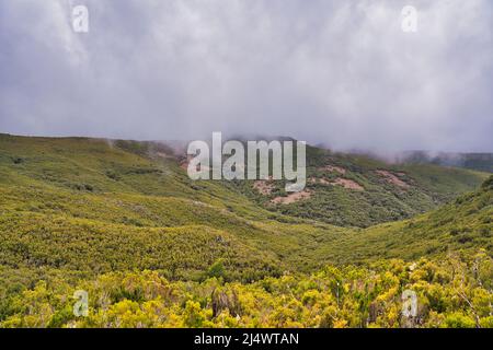 Erica arborea L. forêt à Madère Portugal Banque D'Images