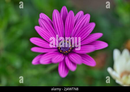 Fleurs d'Osteospermum ecklonis ou de Dimorphotheca ecklonis ou du Cap marguerite Banque D'Images