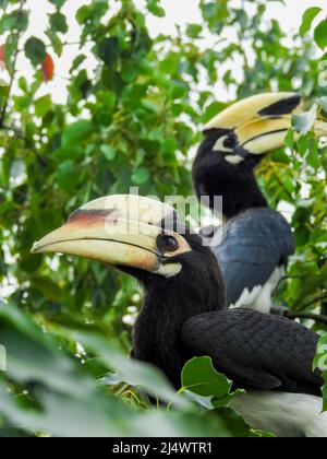 Un gros plan de charme oriental pied, Anthracoceros albirostris, dans la forêt mangeant des graines au large des arbres.deux autres noms communs pour cette espèce Banque D'Images