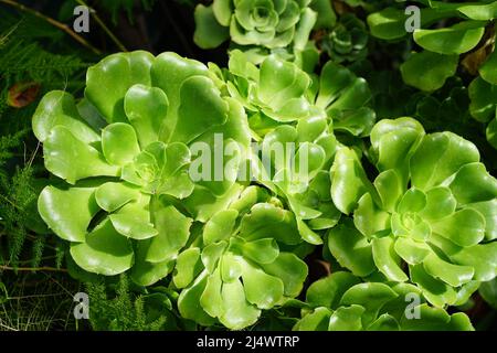 Vert frais succulent dans le jardin suisse Banque D'Images