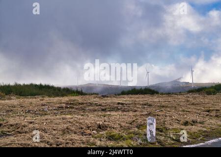 Haut plateau Paul da Serra avec des fleurs jaunes à l'avant de voir, Madeira, Portugal Banque D'Images