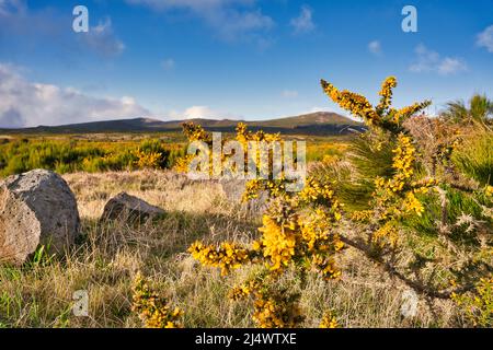 Haut plateau Paul da Serra avec des fleurs jaunes à l'avant de voir, Madeira, Portugal Banque D'Images