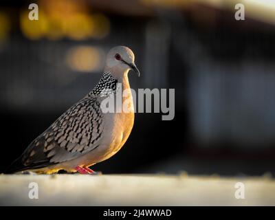 La colombe tachetée (Spilopelia chinensis) est un pigeon à queue courte du sous-continent indien. Banque D'Images