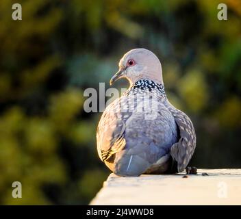 La colombe tachetée (Spilopelia chinensis) est un pigeon à queue courte du sous-continent indien. Banque D'Images