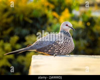 La colombe tachetée (Spilopelia chinensis) est un pigeon à queue courte du sous-continent indien. Banque D'Images