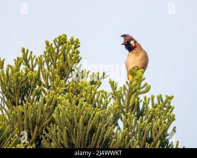 Gros plan d'un bulbul jaune ventilé (Pycnonotus goivier), assis sur une branche de la forêt. Banque D'Images