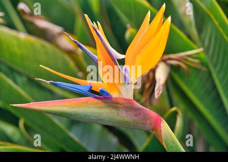 Strelitzia reginae fleur closeup, oiseau de fleur de paradis. Île de Madère Banque D'Images