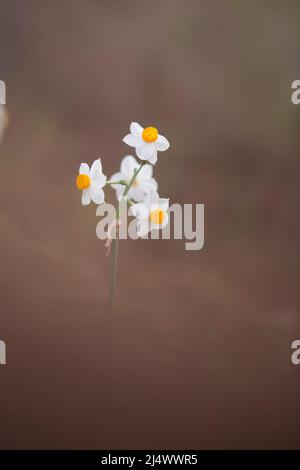 La JONQUILLE Narcissus tazetta (commune) photographié en Israël, en décembre Banque D'Images