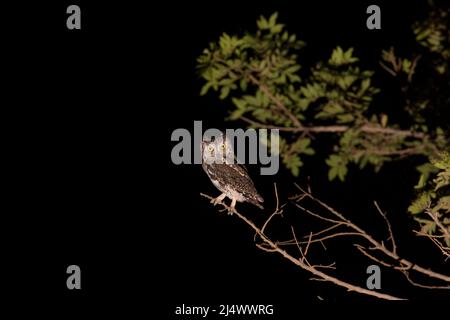 La chouette des arnaques eurasiennes (Otus Scrops), photographiée la nuit avec un arrière-plan sombre en Israël en septembre Banque D'Images