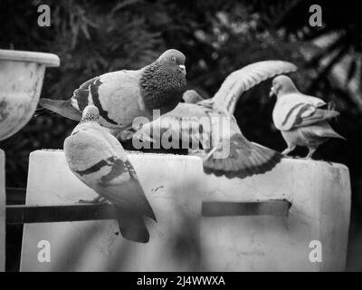 Un cliché monochromatique d'un troupeau de pigeons. House pigeon.Columbidae est une famille d'oiseaux composée de pigeons et de colombes. Banque D'Images