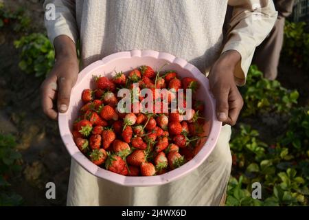 Kandahar, Afghanistan. 11th avril 2022. Un agriculteur présente des fraises fraîchement cueillies dans un champ du district de Zhari, dans le sud de la province de Kandahar, en Afghanistan, le 11 avril 2022. POUR ALLER AVEC ' Feature: Les champs de fraises pourraient supplanter les coquelicots de l'Afghanistan, Forever' Credit: Sanaullah Seiam/Xinhua/Alamy Live News Banque D'Images