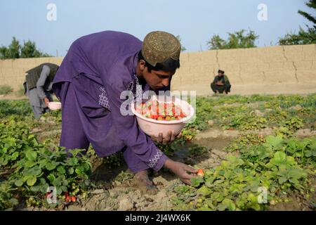 Kandahar, Afghanistan. 11th avril 2022. Un agriculteur récolte des fraises dans un champ du district de Zhari, dans le sud de la province de Kandahar, en Afghanistan, le 11 avril 2022. POUR ALLER AVEC ' Feature: Les champs de fraises pourraient supplanter les coquelicots de l'Afghanistan, Forever' Credit: Sanaullah Seiam/Xinhua/Alamy Live News Banque D'Images