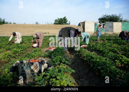 Kandahar, Afghanistan. 11th avril 2022. Les agriculteurs récoltent des fraises dans un champ du district de Zhari, dans le sud de la province de Kandahar, en Afghanistan, le 11 avril 2022. POUR ALLER AVEC ' Feature: Les champs de fraises pourraient supplanter les coquelicots de l'Afghanistan, Forever' Credit: Sanaullah Seiam/Xinhua/Alamy Live News Banque D'Images