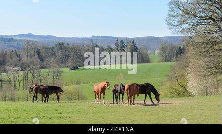 Les chevaux de race brune Oldenburger et Hanoverian (Equus ferus caballus) se tenant ensemble sur un pâturage dans la campagne en Allemagne, en Europe Banque D'Images